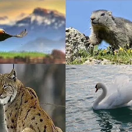 Peaks * לייסין